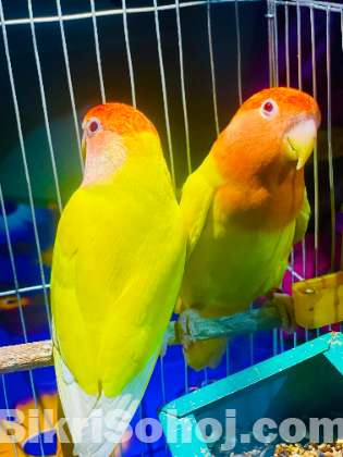 Running peyar Love bird